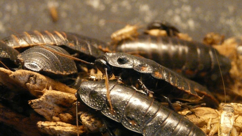 Как да се избавим от гнусните хлебарки? Прочетете безценните съвети на баба
