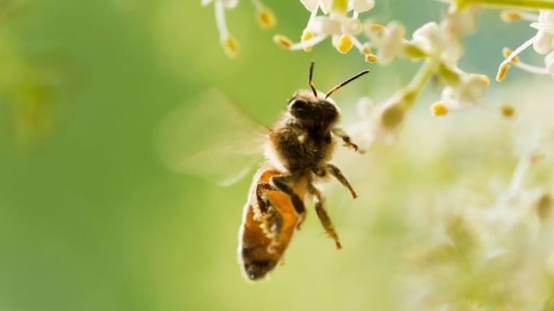 Никога не сте знаели това за пчелния прашец