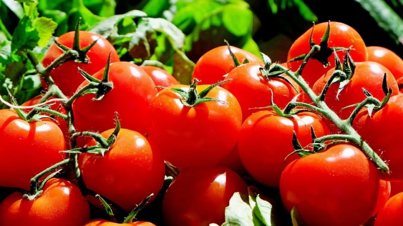 Учени от Пловдив създадоха нов сорт домати с поетично име!