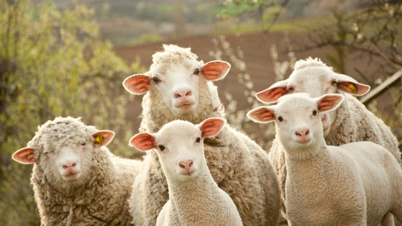 Овце „нападнаха” натовски военни в Румъния