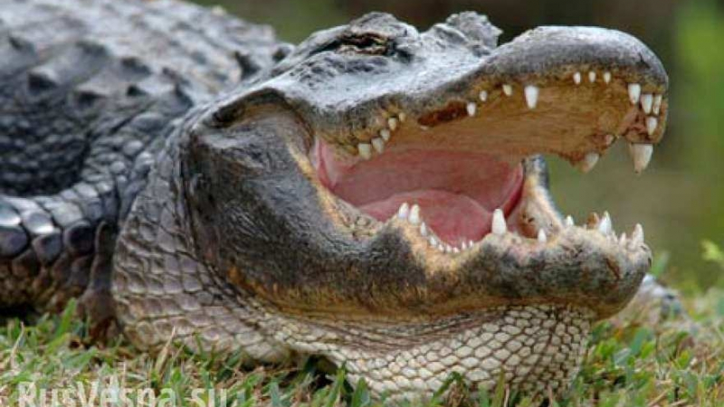 В САЩ алигатор изял паднал в блато летец    