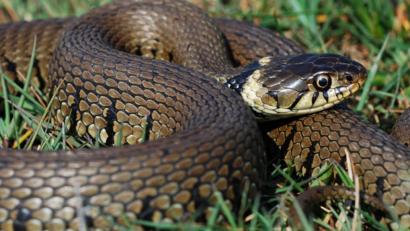 Змия ухапа жена в пловдивско село 