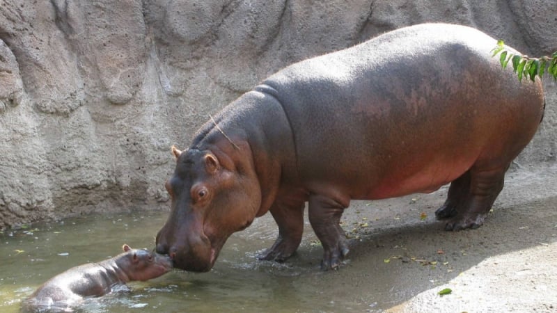 Почина най-старият хипопотам в света