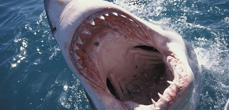 Зловещо! Акула нападна посетител на музей през "счупен" аквариум (ВИДЕО)