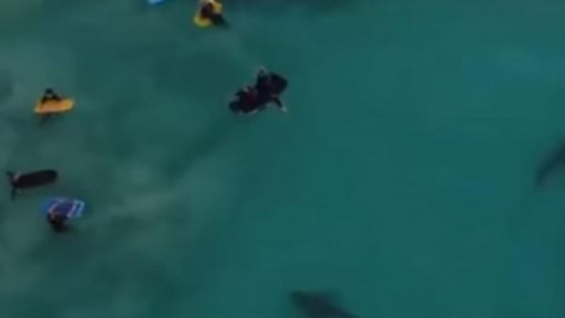 Шокиращо ВИДЕО: Деца плуват в морето, без да подозират, че край тях има 400 акули!