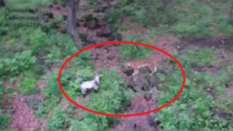 Ново чудо в Приморския сафари парк: И жената на тигъра Амур не иска да яде козел (ВИДЕО)