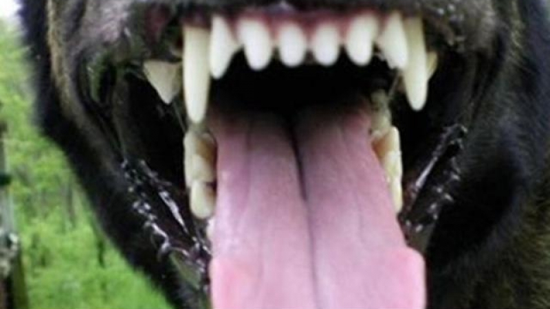 Чудовищно: Глутница кучета доуби и изяде псе пред очите на момченце