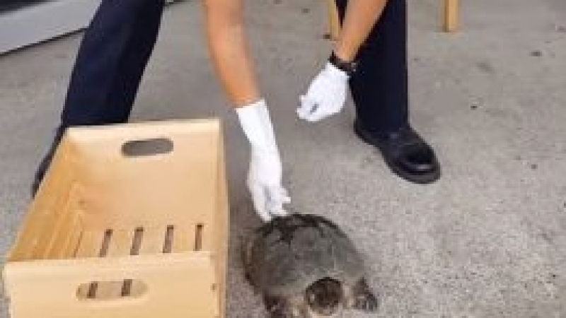 Полицай опита да помогне на костенурка, но нещата се объркаха (ВИДЕО)