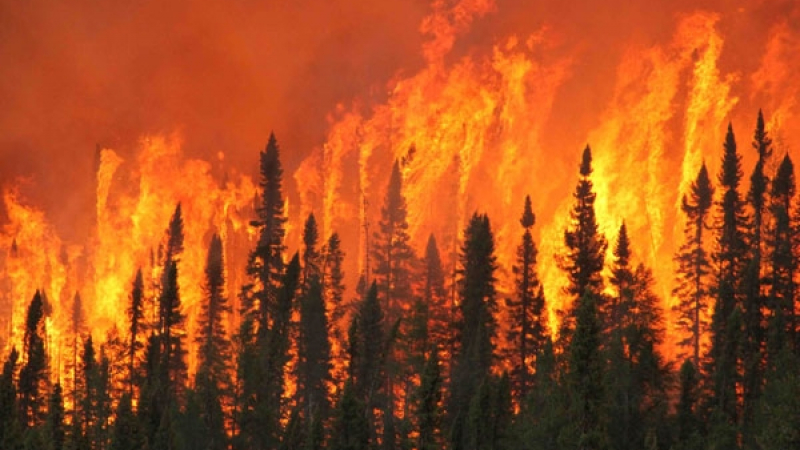 В Канада се провежда мащабна евакуация заради огромен горски пожар