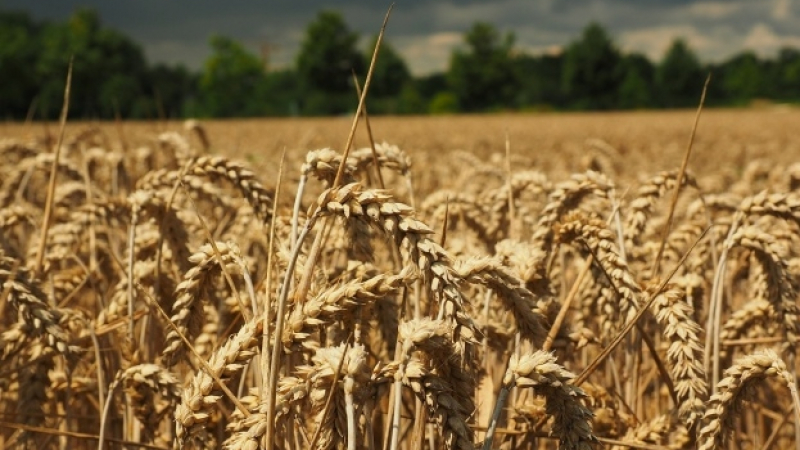 US земеделското министерство призна: Русия детронира САЩ като износител №1 на пшеница
