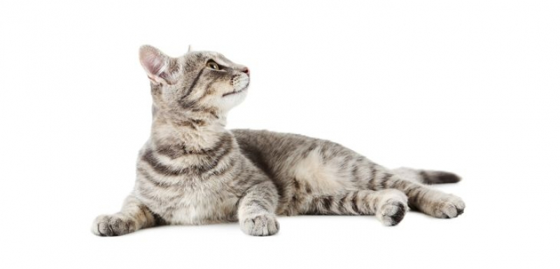 Коя е котката на Шрьодингер и защо е толкова известна ВИДЕО