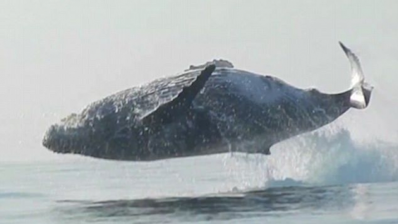  Уникално редки кадри! 40-тонен кит изцяло полита над водата (СНИМКИ/ВИДЕО)