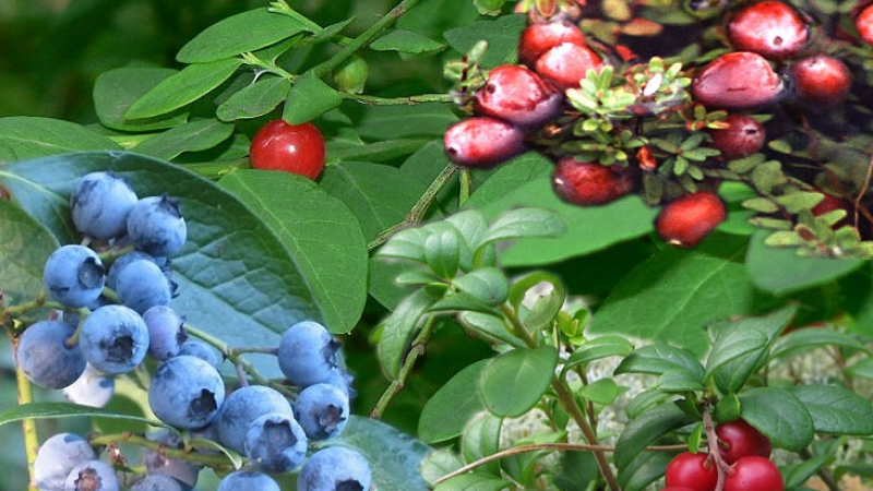 Обичате ли горски плодове? Те са не просто вкусни, но и ни пазят от рак!