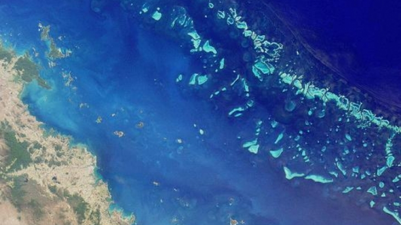 Има надежда за кораловите рифове, учените ще ги спасяват с...