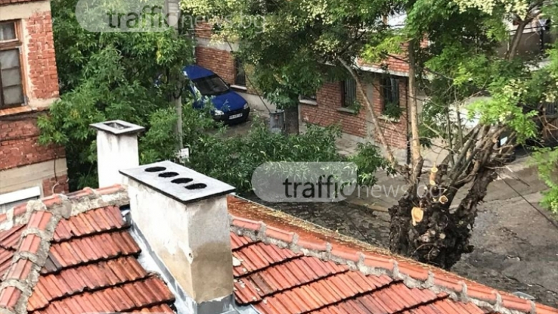 Зла щета от пороя в Пловдив: Дърво премаза лека кола (СНИМКИ/ВИДЕО)