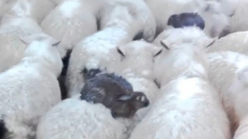 Чудо на природата: Овце спасиха зайци от удавяне (ВИДЕО)