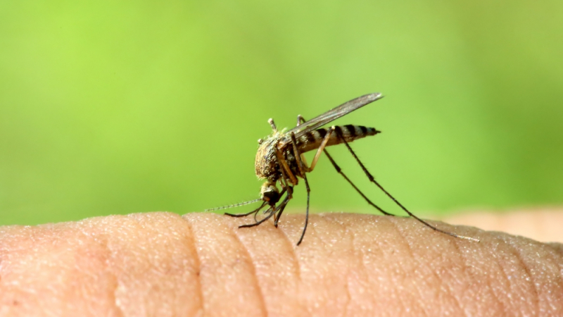 8 причини, заради които комарите ви хапят