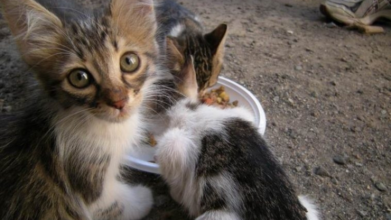 Варна потъна в бълхи заради бездомните котки