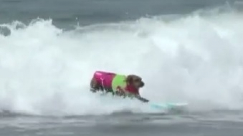 Кучета се надпреварваха в каране на сърф (ВИДЕО)