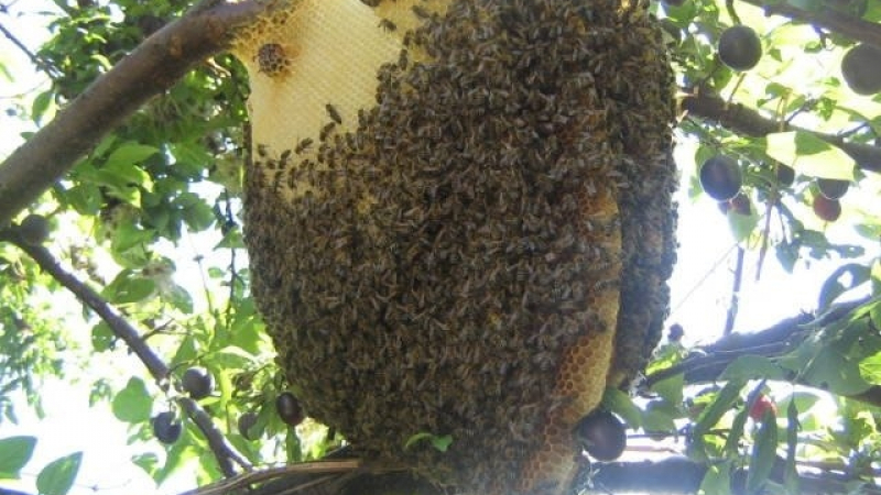 Експеримент: Защо ужилен по тестисите мъж съзнателно се остави пчелите да го атакуват навсякъде по тялото?