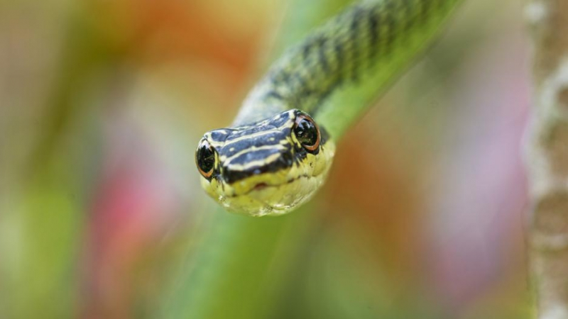 Изследване разкри каква е тайната на летящите змии