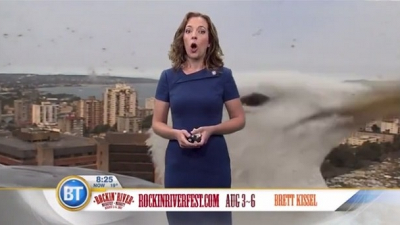 Гигантска чайка нахлу в ТВ прогноза за времето (ВИДЕО)