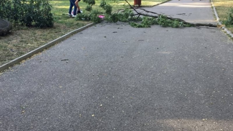 Дърво едва не уби жена в Борисовата градина, а ето какво обясниха от Столична община (ВИДЕО)