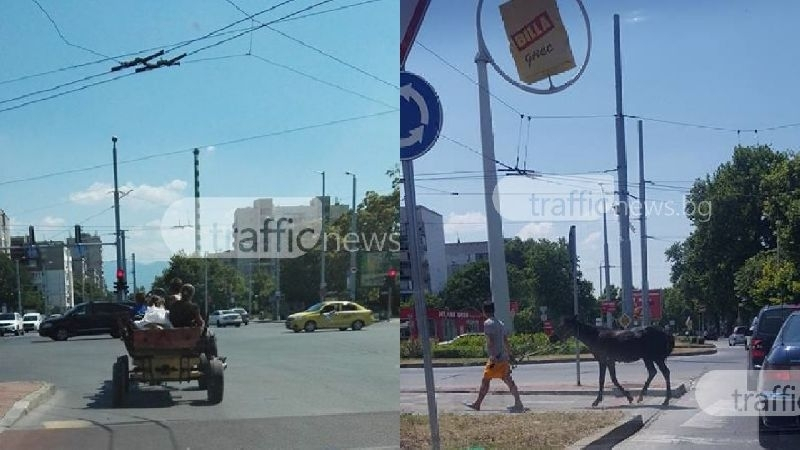 Напаст налази Пловдив и гази улици и закони (СНИМКИ)