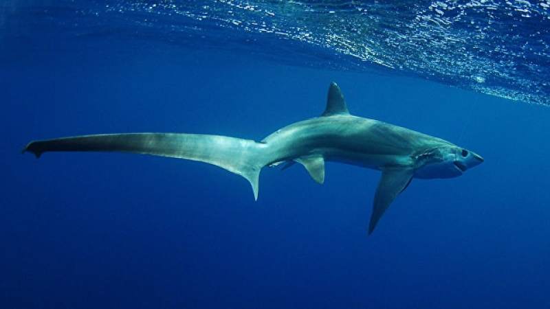Шок в Анталия: Рибари и туристи уловиха чудовищна 5-метрова акула (СНИМКА)