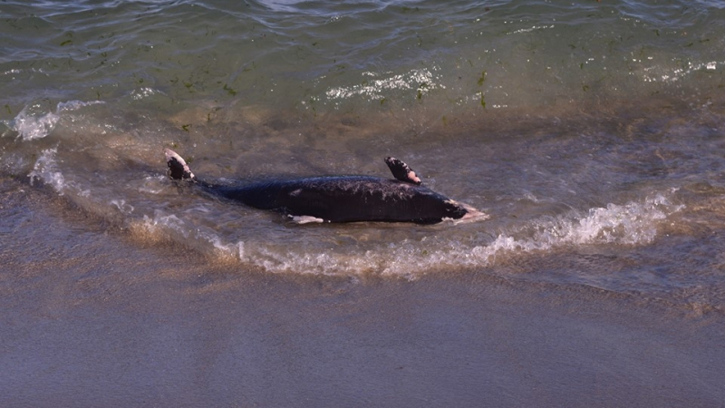 Епидемия ли убива делфините в България? Взеха проба от умрелия бозайник, изхвърлен от морето в Бургас