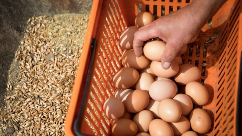 Скандалът с отровните яйца се разраства, Белгия е укривала информация от Европа 