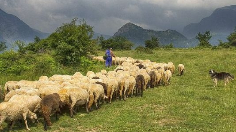 Ексклузивно в БЛИЦ: Мълния застигна овчар край пловдивско село и се случи най-страшното 