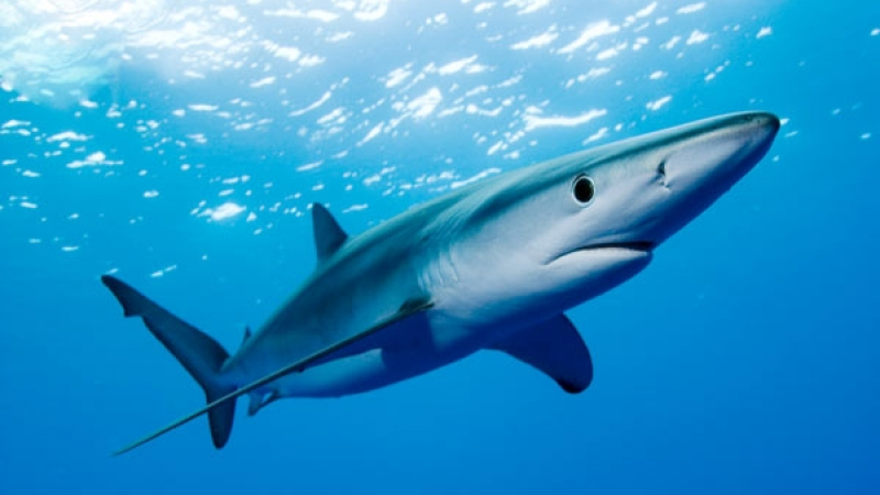 Шок в Будва: Рибари уловиха 2,20-метрова синя акула!