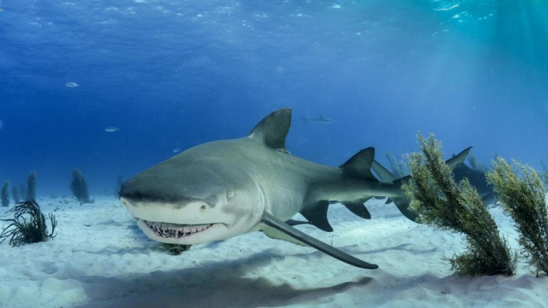 Най-страховитото чудовище в океана не е бялата акула, а садистична твар, която... (СНИМКИ)