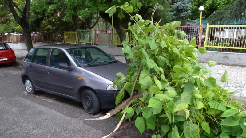 Клон падна върху кола в Благоевград (СНИМКИ)