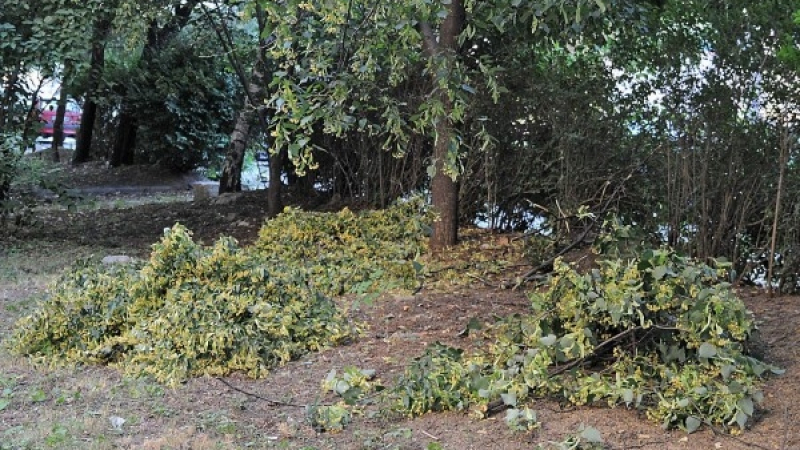 Бурята изпочупи дърветата из София, екипите работят неуморно за отстраняването на щетите