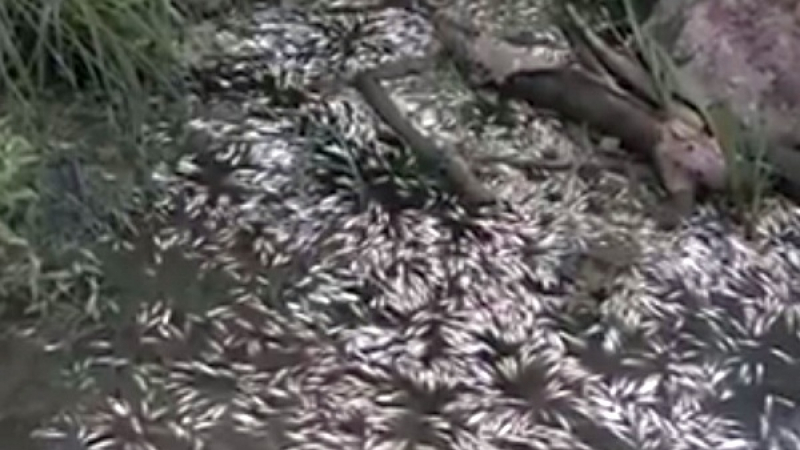 Фекалии се изливат в Караагач, РИОСВ-Бургас на спешна проверка за измряла риба