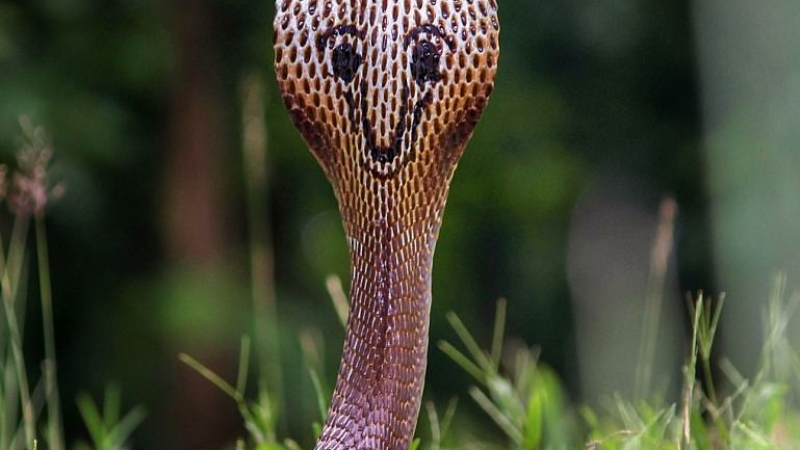 Няколко СНИМКИ на най-веселата кобра на света