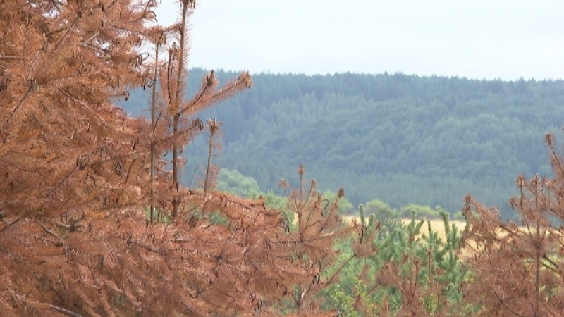Неизтребима напаст унищожава българските иглолистни гори с невиждани темпове