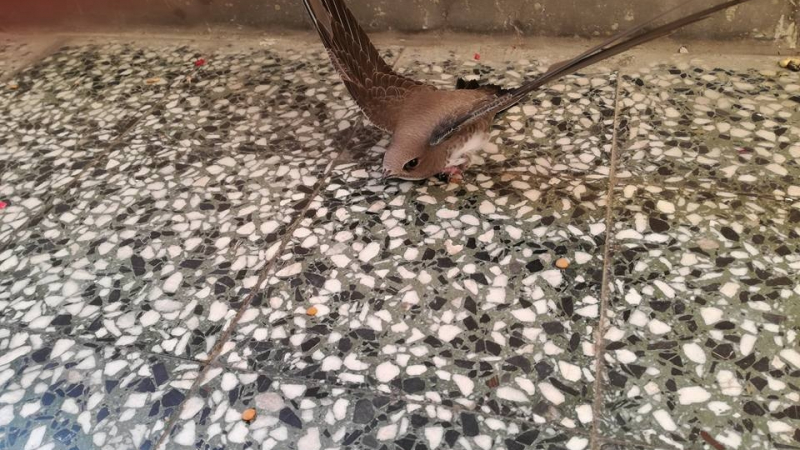 Софиянец пита: Каква е тази птица, която кацна на балкона ми? Отговорът е изумителен (СНИМКИ) 