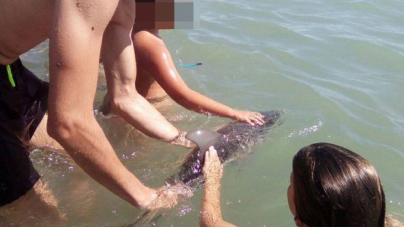 Поредна човешка простотия: Бебе делфин загина заради мераци за селфи 