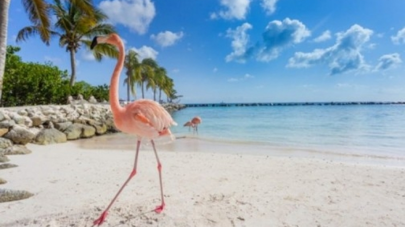 Рай на Земята: Влизането на този плаж струва 100 долара, но когато видите защо, ще се удивите! (СНИМКИ)