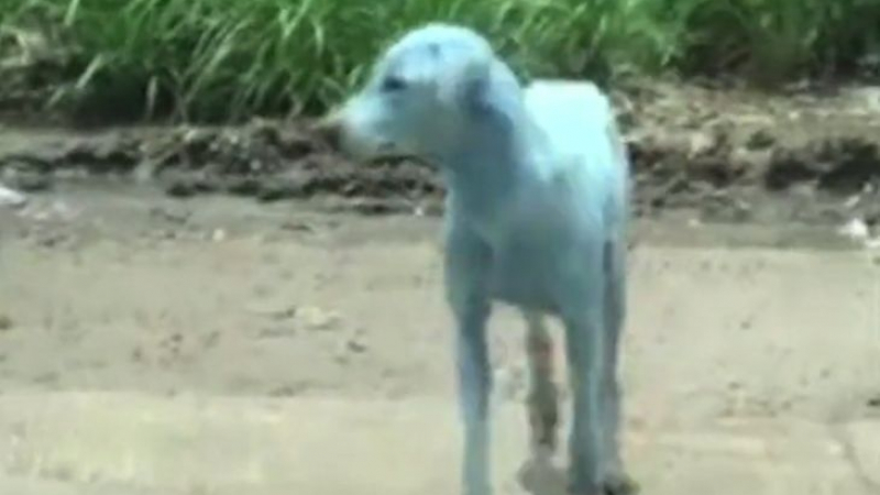 Туристите в Индия зяпнаха като видяха цвета на бездомните кучета! Те са... сини (ВИДЕО)