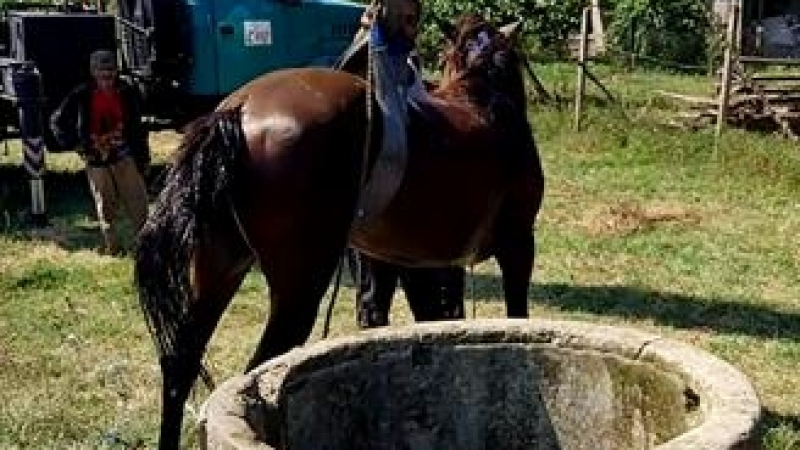 МВР пусна зрелищно ВИДЕО как спасяват коня в Търговищко