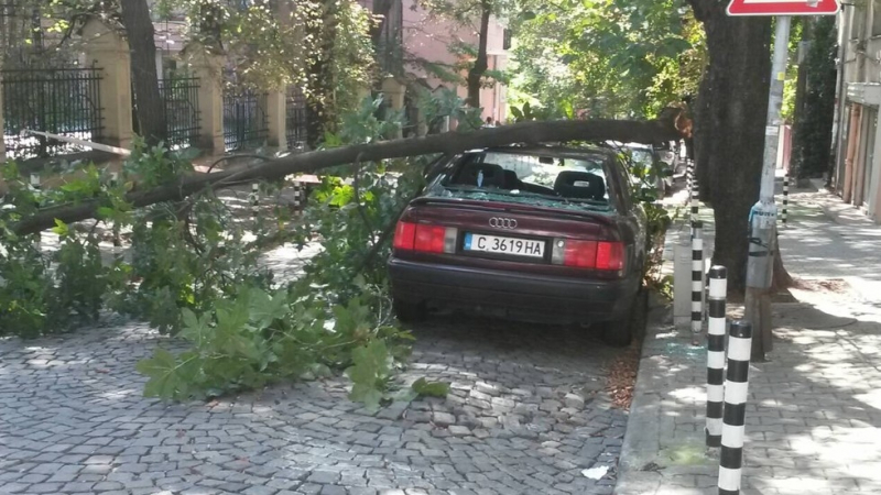 Дърво се сгромоляса върху лек автомобил в София