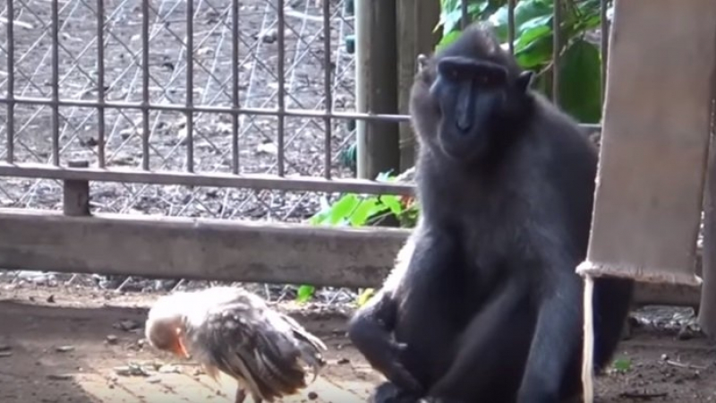 Ще се умилите! Маймунка се грижи за пиленце (СНИМКИ/ВИДЕО)