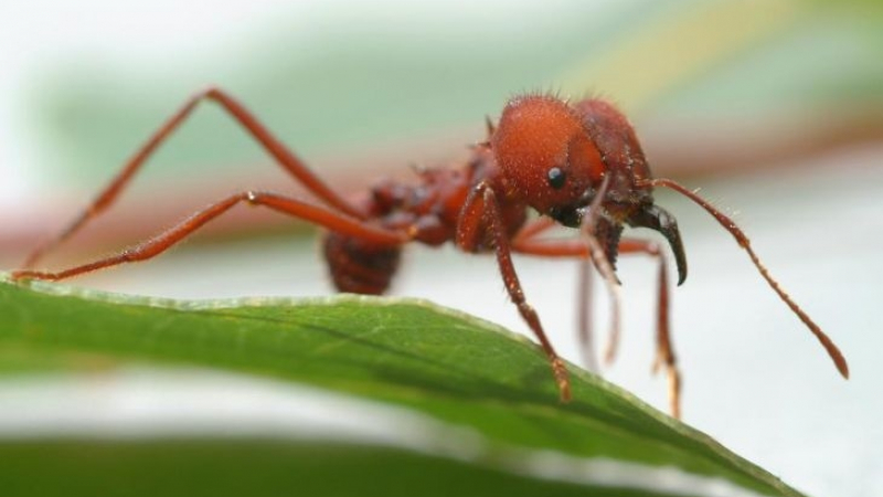Хайде на бас, че никога не сте подозирали за това, което могат мравките...