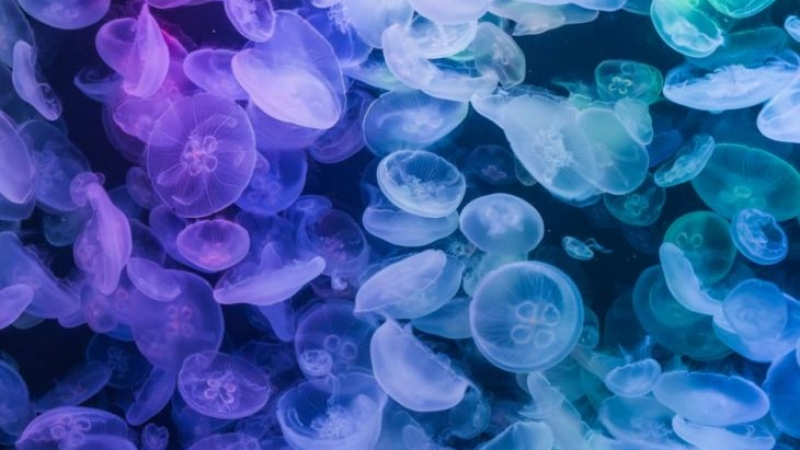 Това уникално ВИДЕО от Езерото на медузите ще спре дъха ви!