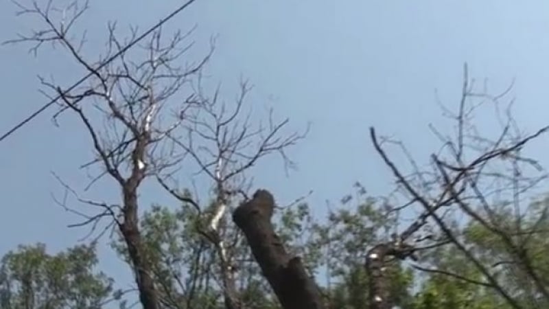 Само в БЛИЦ! Опасни дървета застрашават живота на стотици столичани (ВИДЕО)
