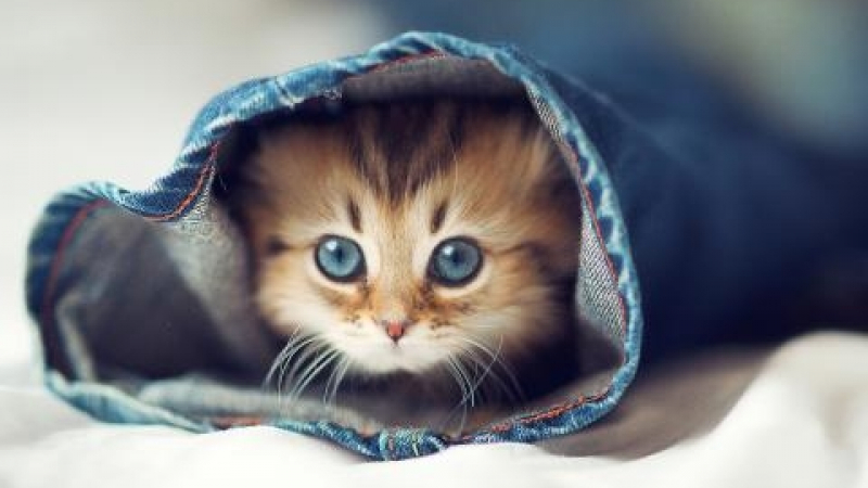 15 любопитни факта за котките